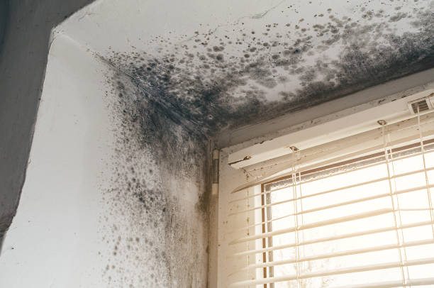 Affordable Attic Mold Remediation solutions in Ashland, IL