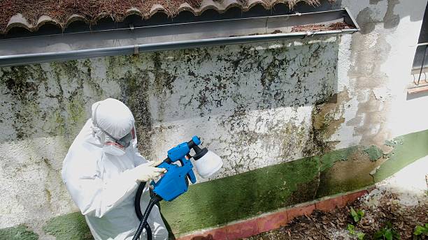 Top rated local Attic Mold Remediation specialists in Ashland, IL